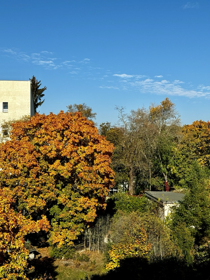 Blick auf blauen Himmel und bunte herbstliche Laubbäume in Berlin.